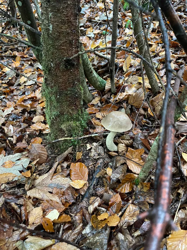 Brown Birch Bolete