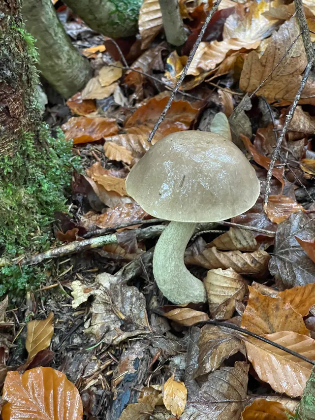 Brown Birch Bolete