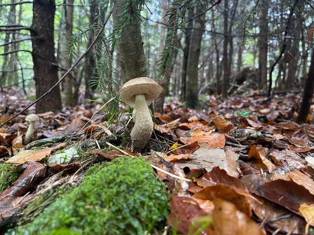 Brown Birch Bolete