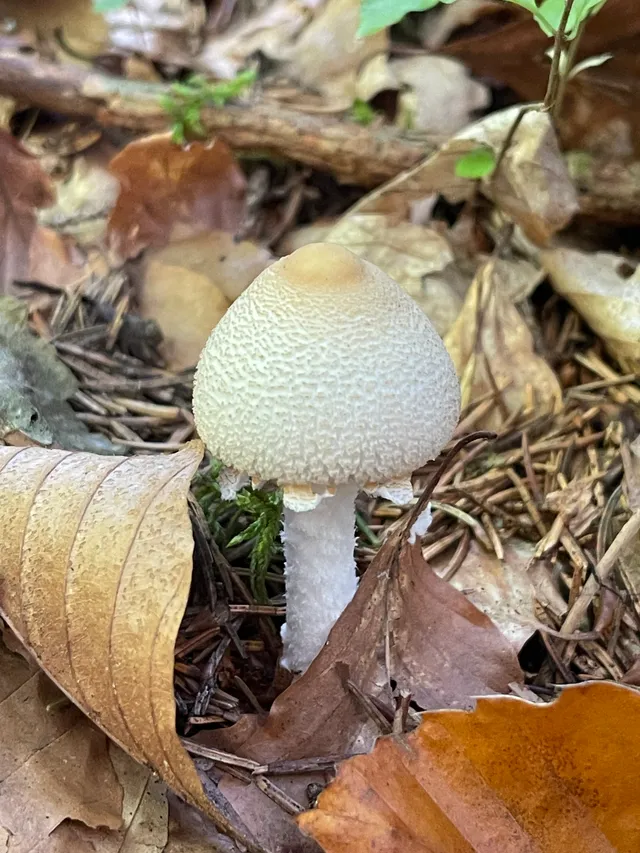 Shield Dapperling