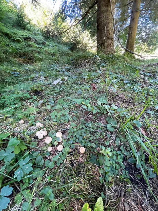 Common Puffball