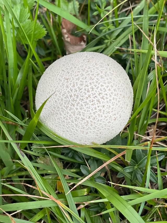Common Puffball