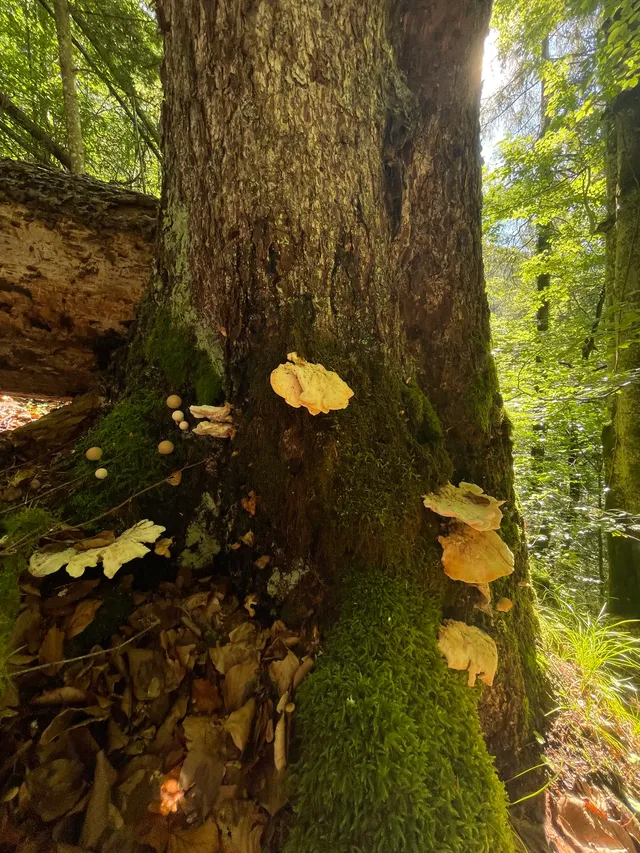 Common Puffball