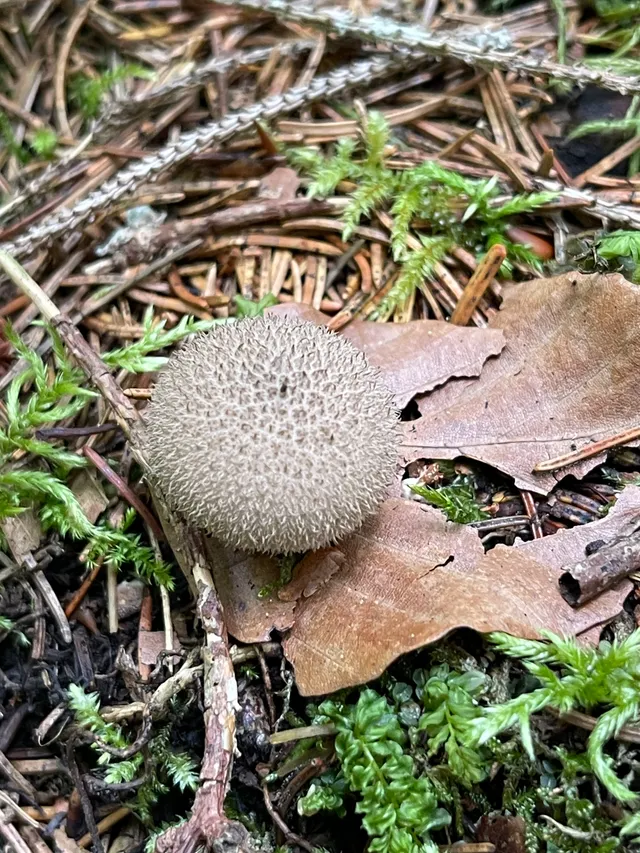 Common Puffball