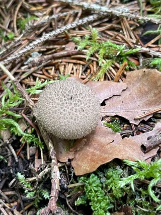 Common Puffball — 5