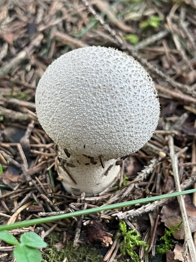 Common Puffball