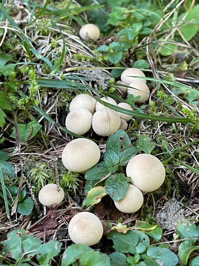 Common Puffball