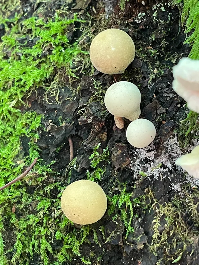 Common Puffball