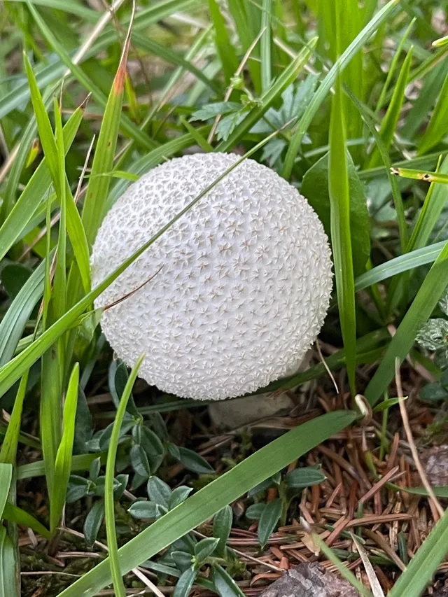 Common Puffball