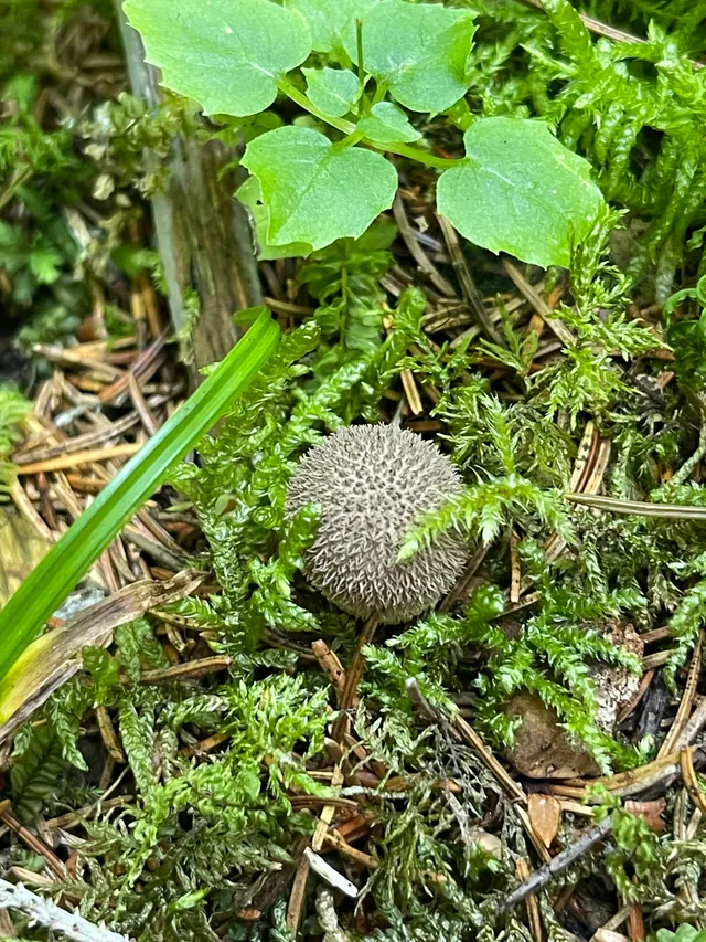 Common Puffball