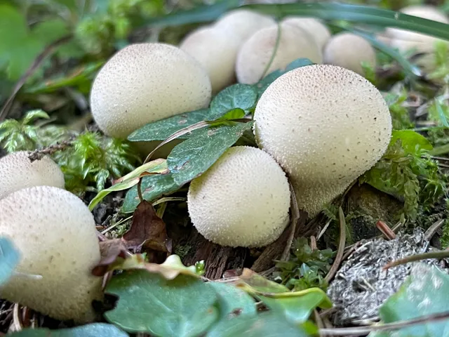 Common Puffball