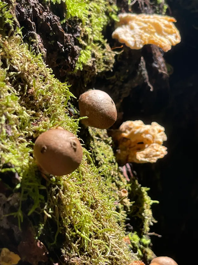 Common Puffball