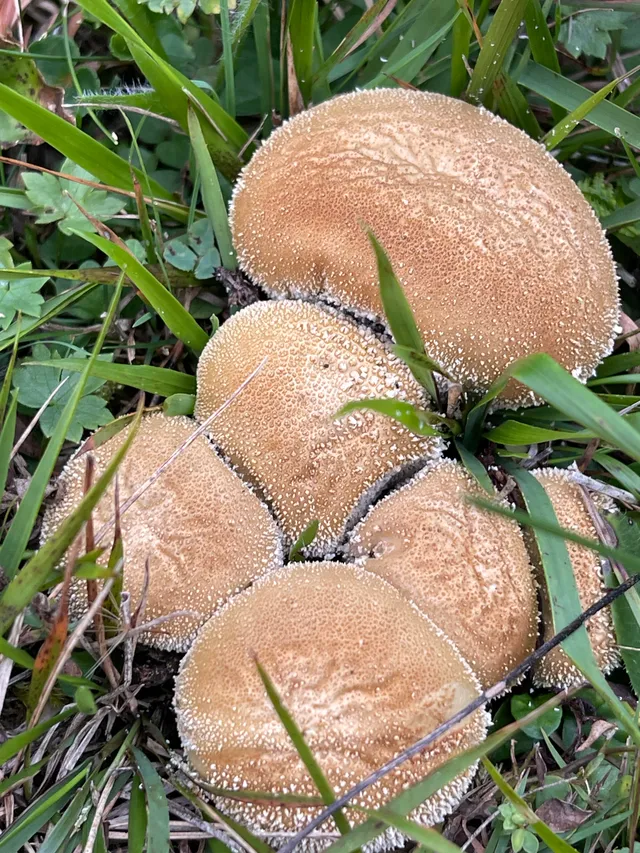Common Puffball