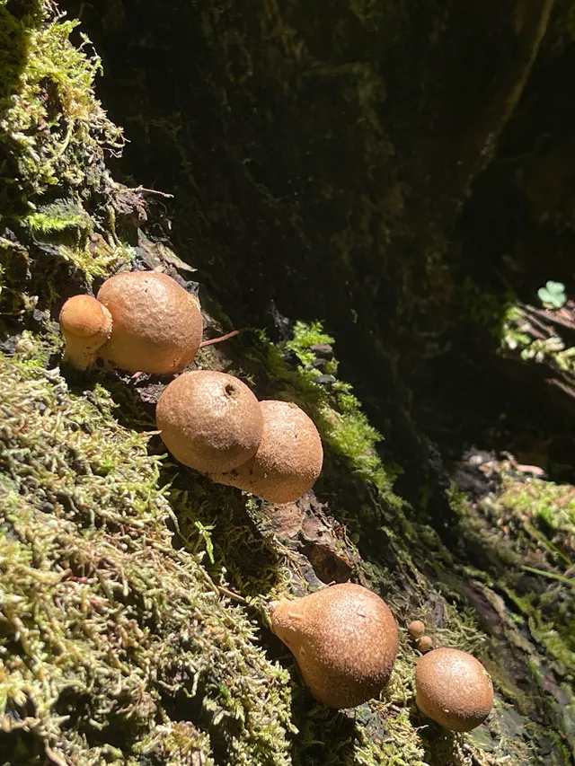 Common Puffball