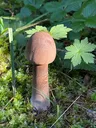 Parasol mushroom