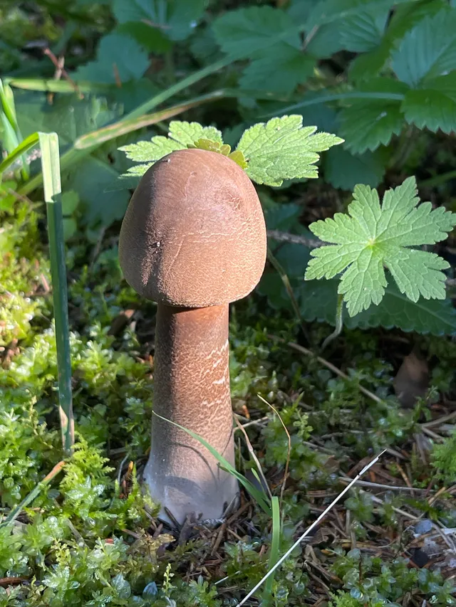 Parasol mushroom