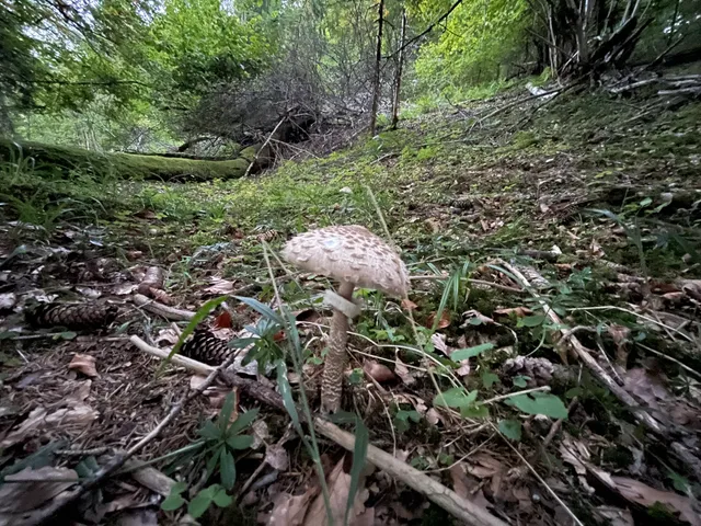 Parasol mushroom