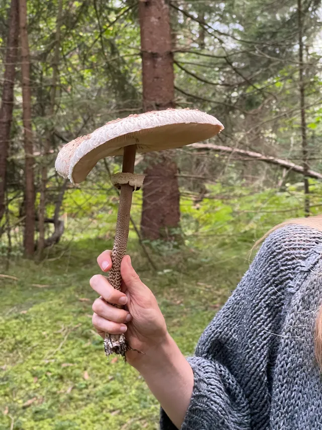 Parasol mushroom