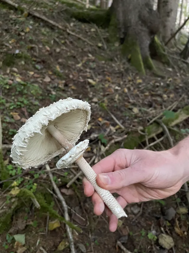 Parasol mushroom