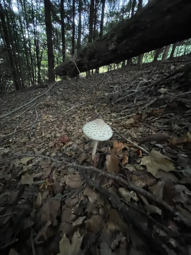 Parasol mushroom