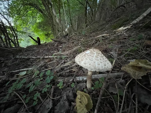 Parasol mushroom