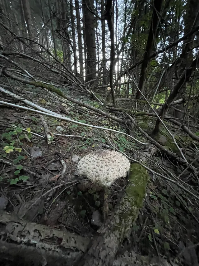 Parasol mushroom