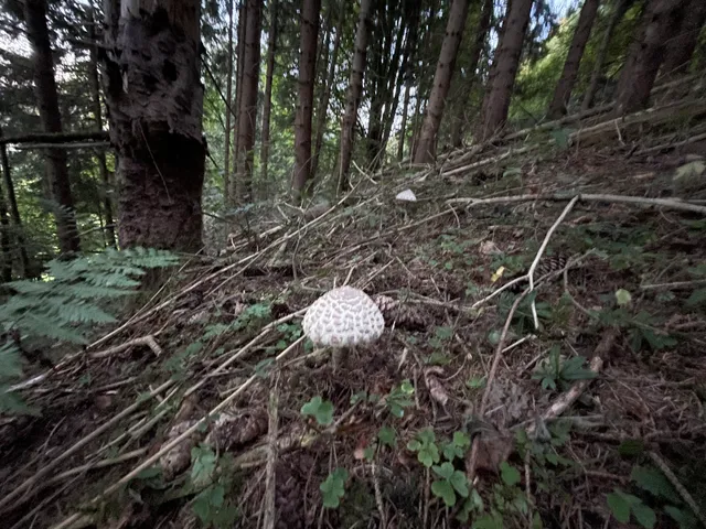 Parasol mushroom