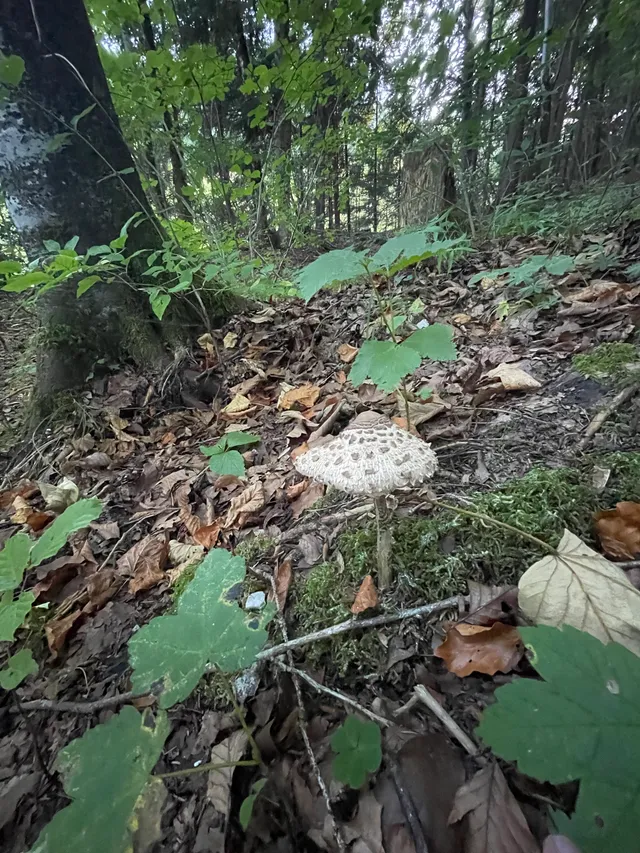 Parasol mushroom