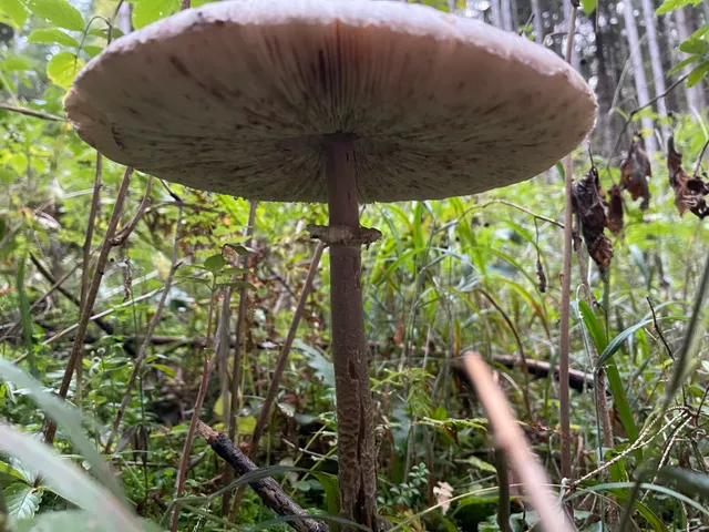 Parasol mushroom