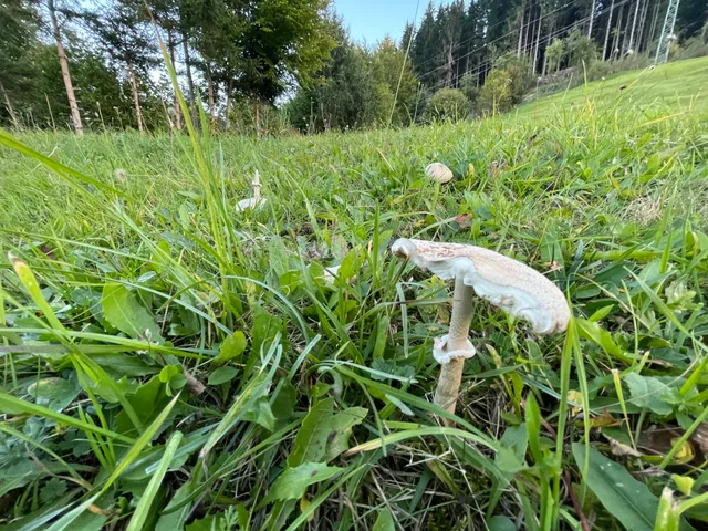 Parasol mushroom