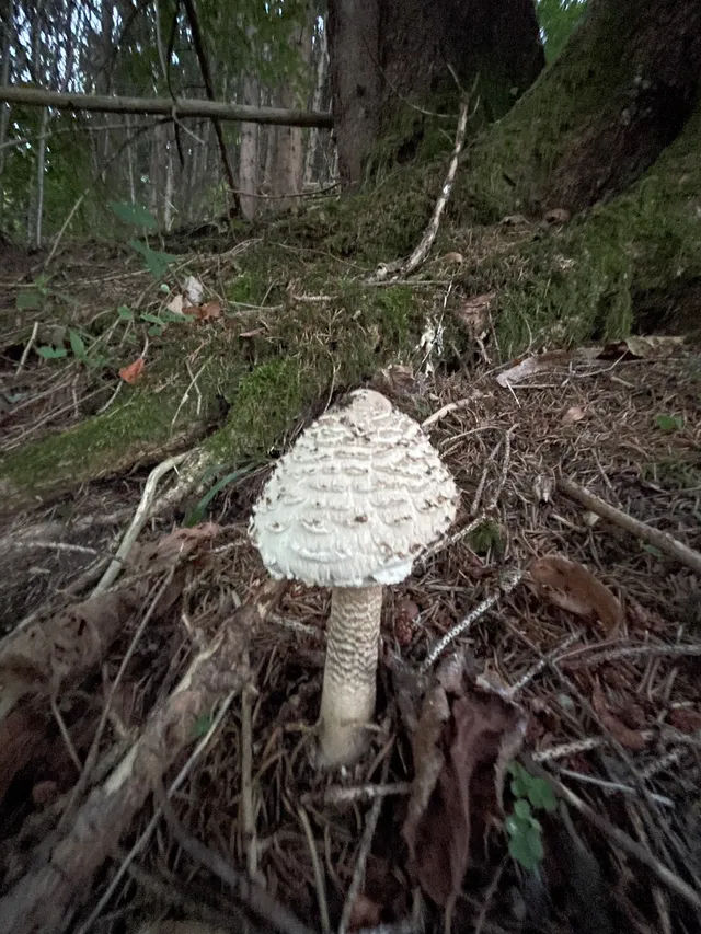 Parasol mushroom