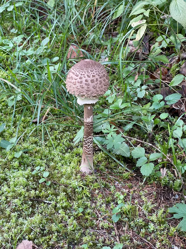 Parasol mushroom