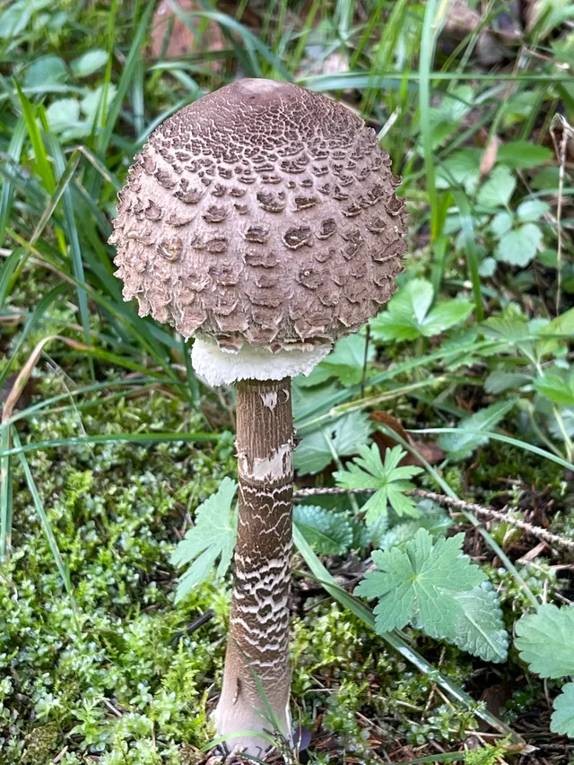 Parasol mushroom