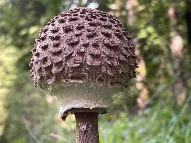 Parasol mushroom