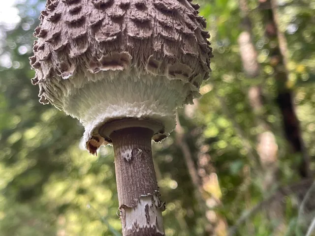 Parasol mushroom