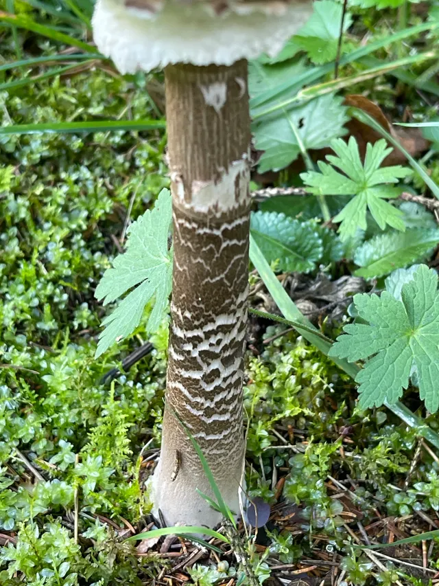 Parasol mushroom