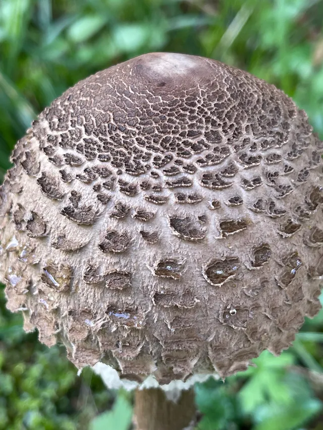 Parasol mushroom