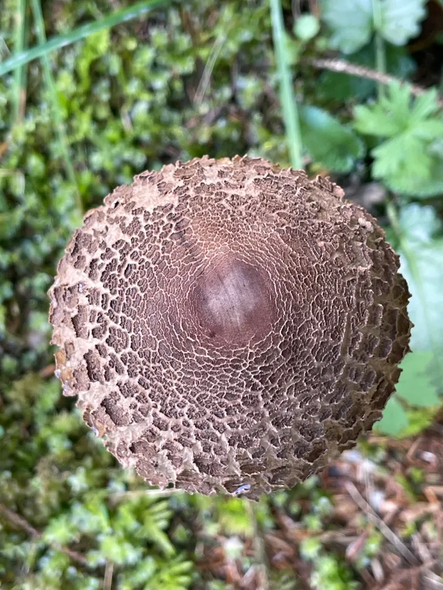 Parasol mushroom