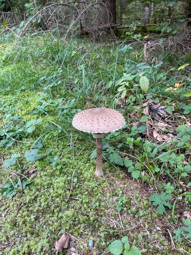 Parasol mushroom