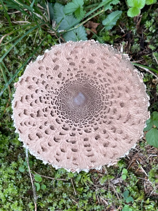 Parasol mushroom