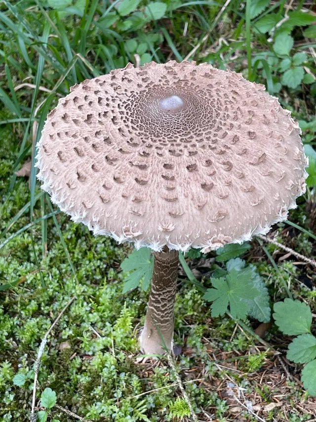 Parasol mushroom