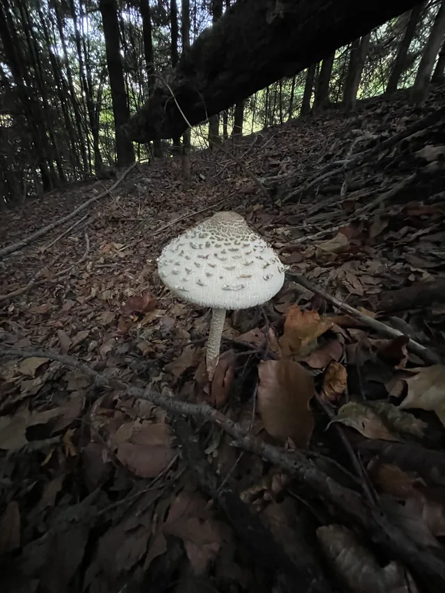 Parasol mushroom