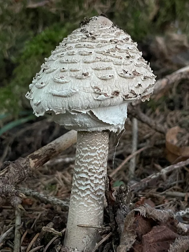 Parasol mushroom