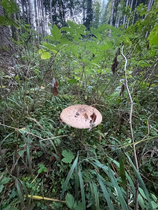 Parasol mushroom