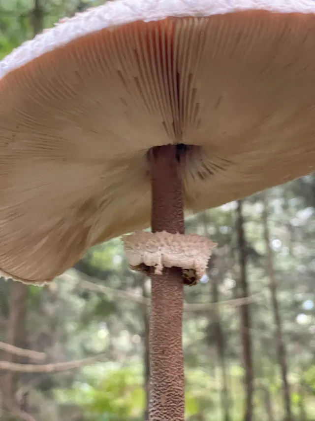 Parasol mushroom