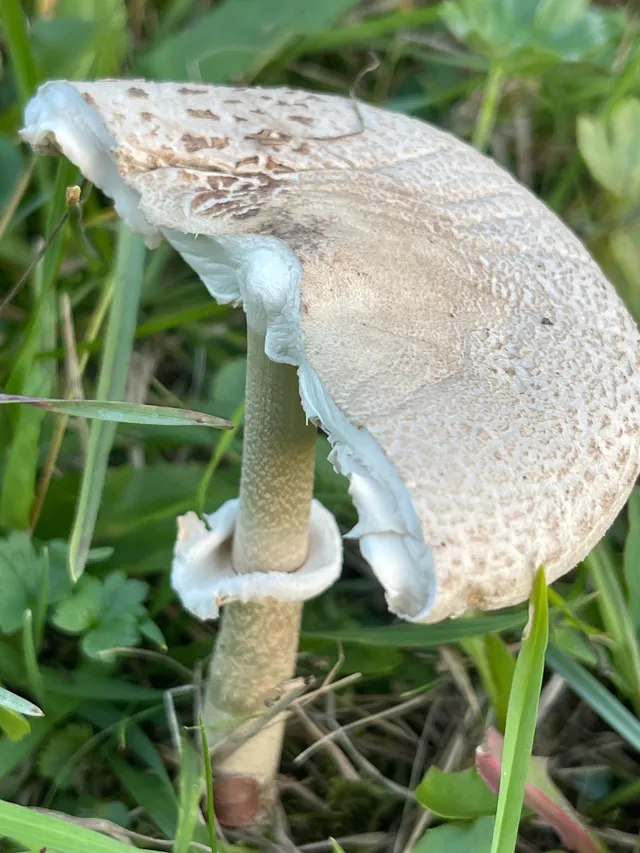 Parasol mushroom
