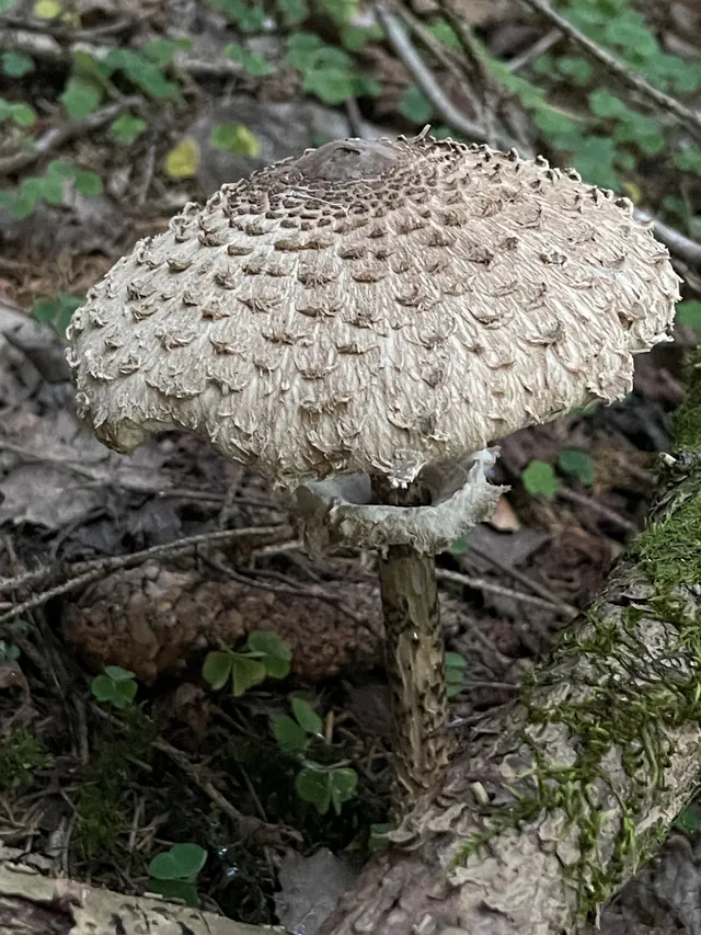Parasol mushroom