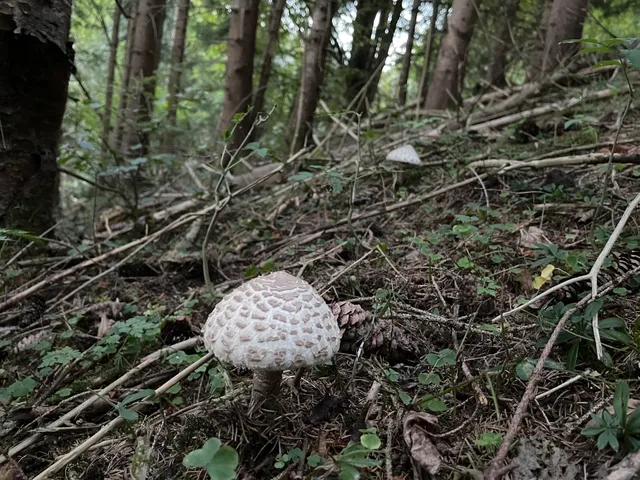 Parasol mushroom