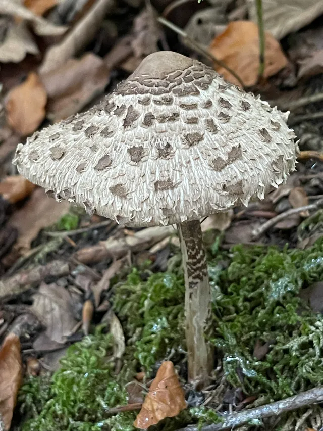 Parasol mushroom