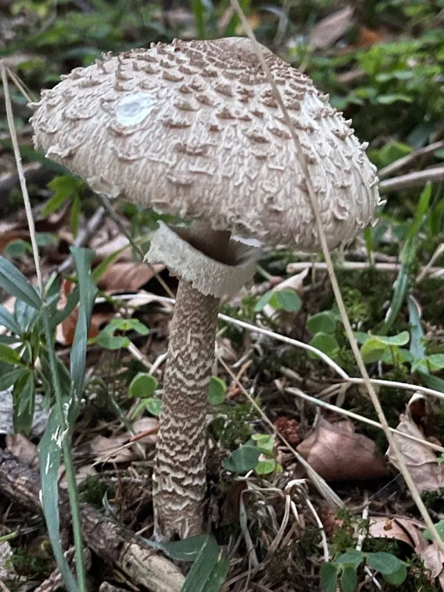 Parasol mushroom